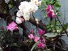 DSC01088