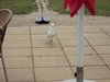 vakantie texsel 2011 (9)